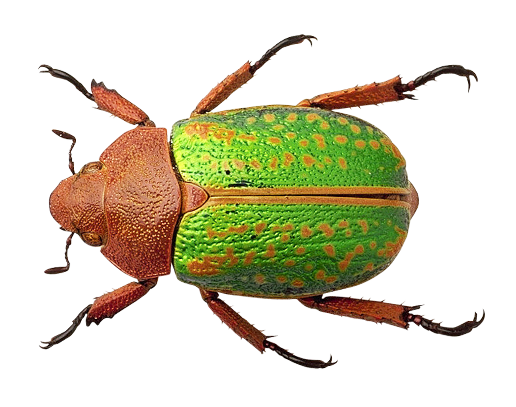 Bug Png 1050 X 829