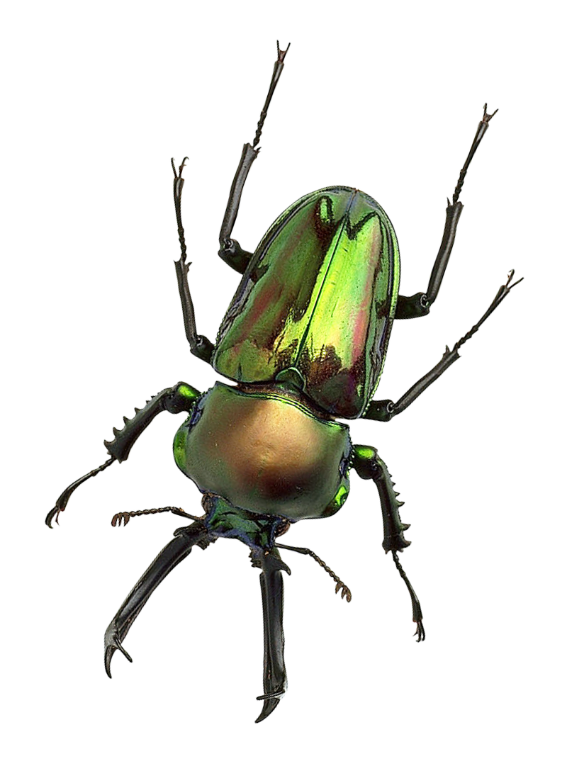 Bug Png 800 X 1081