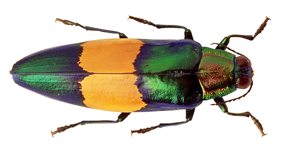 Bug Png 1200 X 671