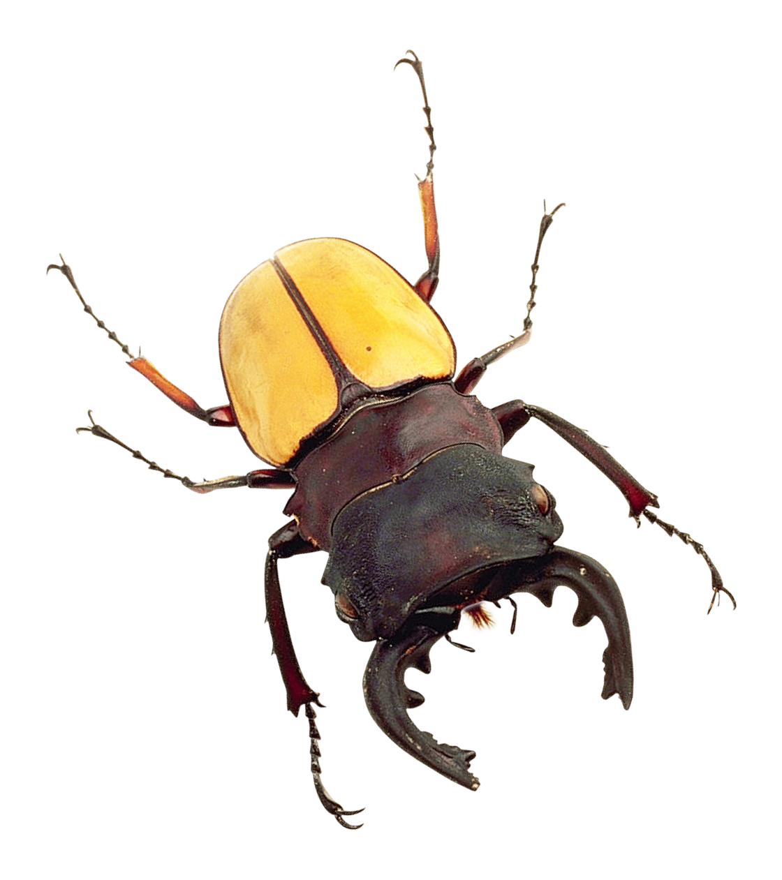 Bug Png 1120 X 1261