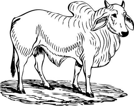 A Black And White Drawing Of A Ram