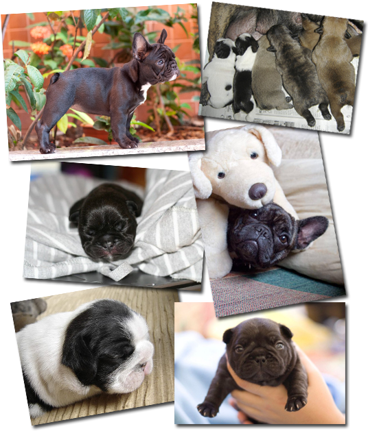 A Collage Of Puppies