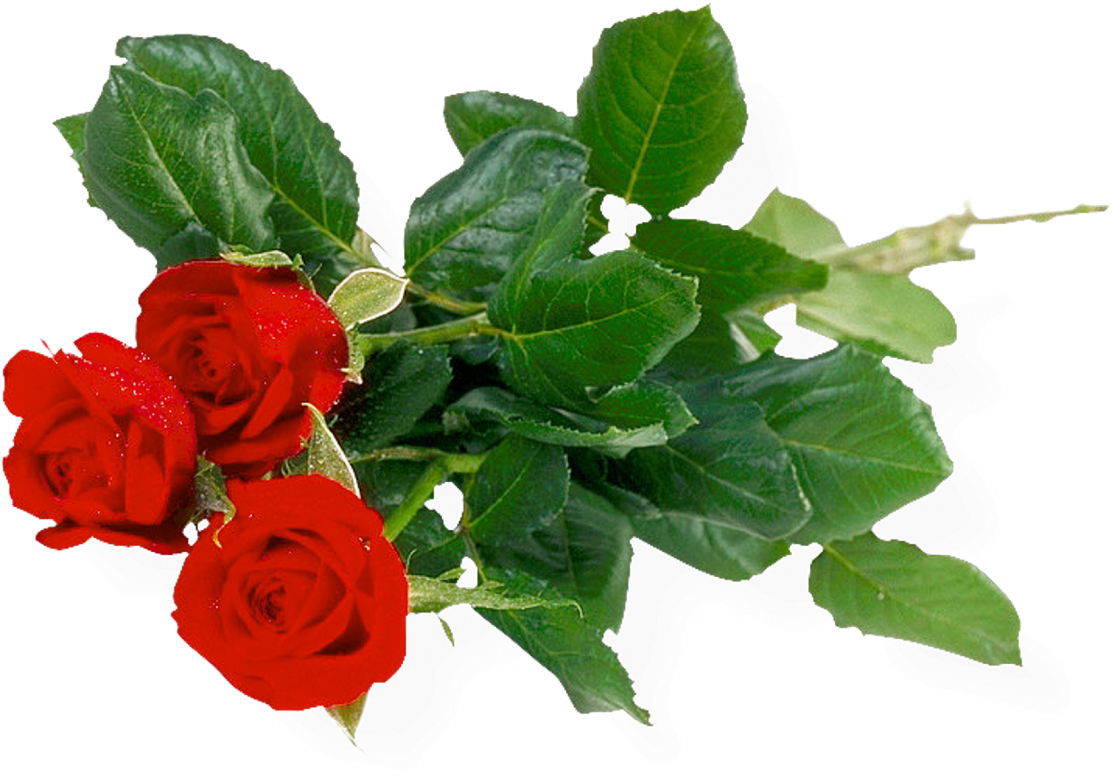 A Red Roses With Green Leaves