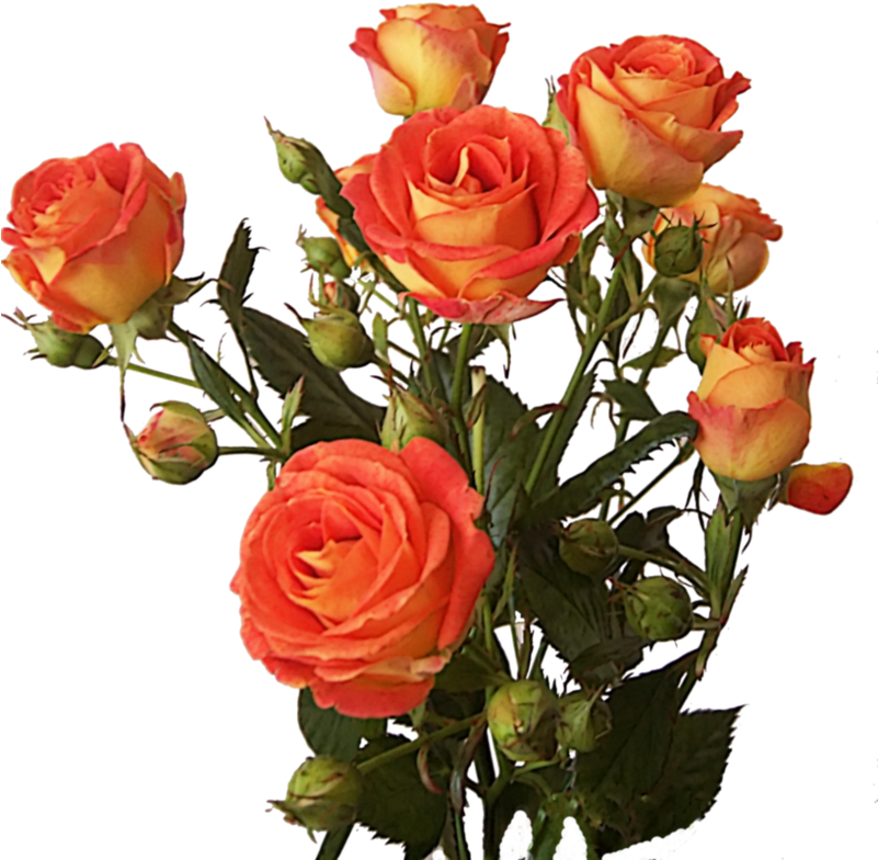 A Bouquet Of Orange Roses