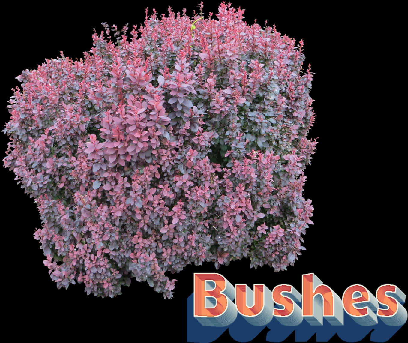 Bush Png 1360 X 1143