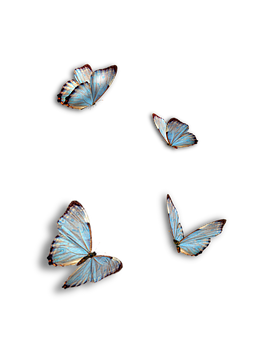 A Group Of Butterflies Flying