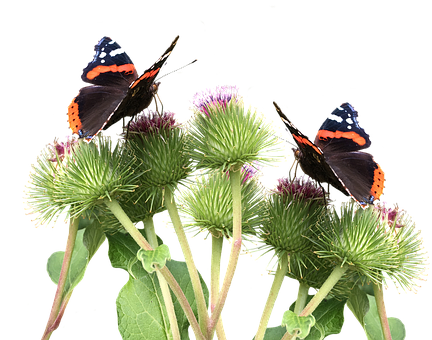 Butterflies On A Plant