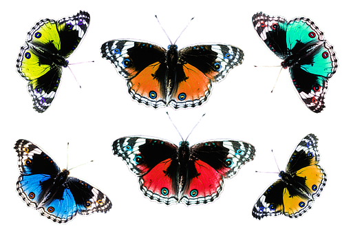 A Group Of Colorful Butterflies
