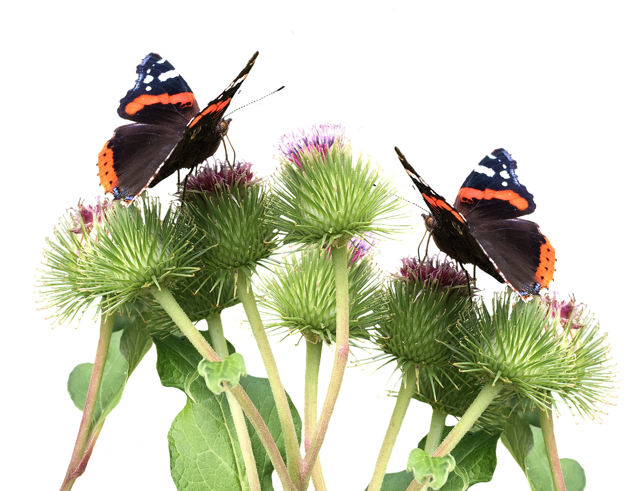 Butterflies On A Plant
