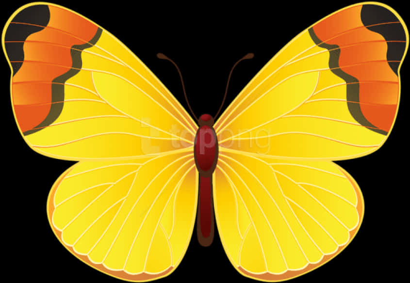 A Yellow Butterfly With Orange Wings