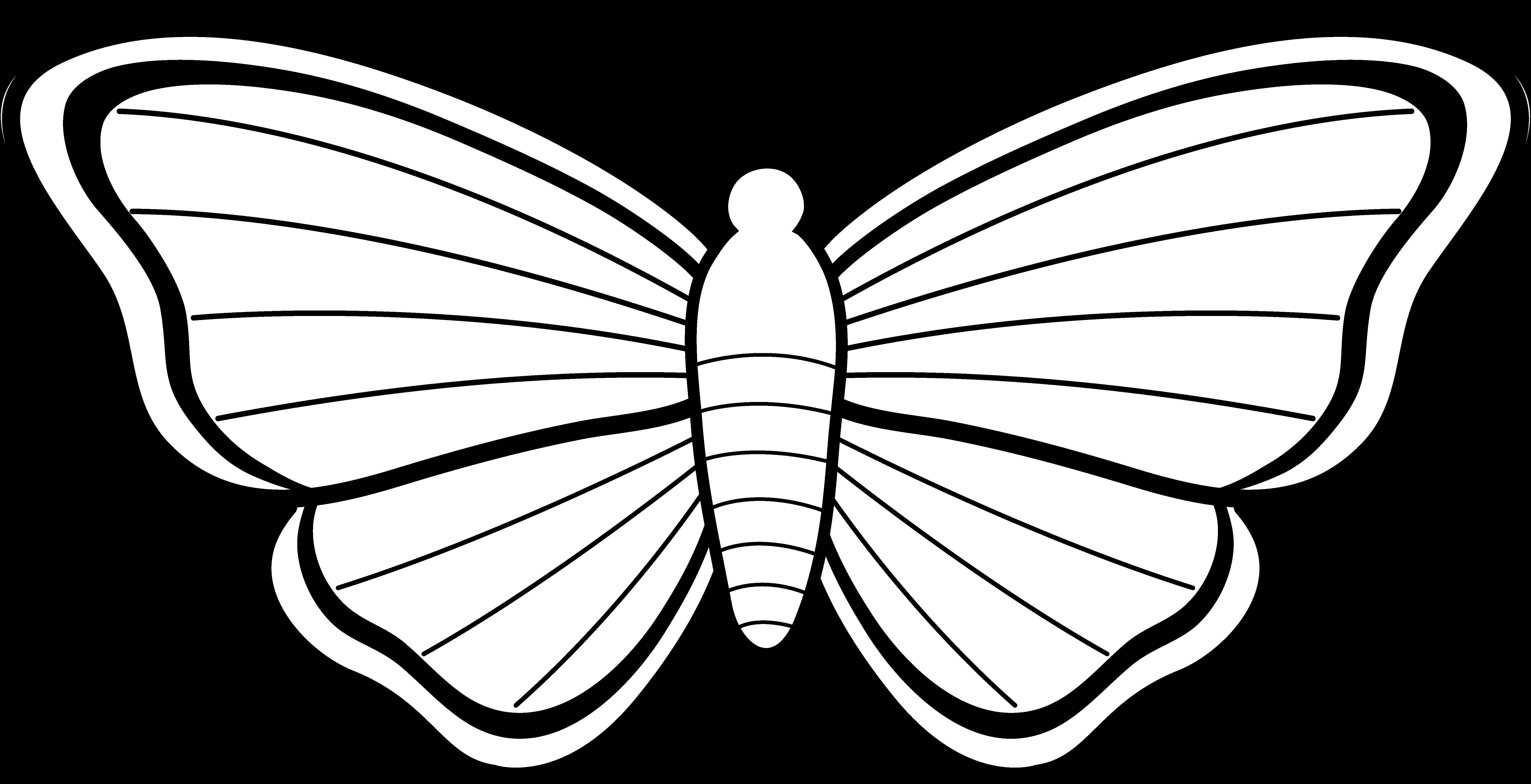 A White Butterfly With Black Background
