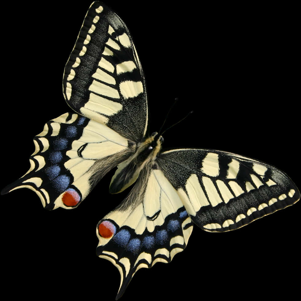 A Butterfly With Black And White Wings