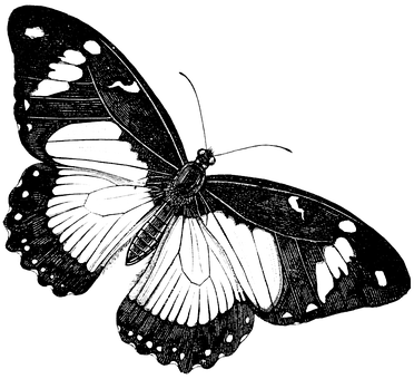A Black And White Image Of A Butterfly