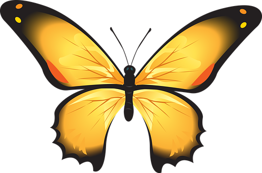 A Yellow Butterfly With Black Wings