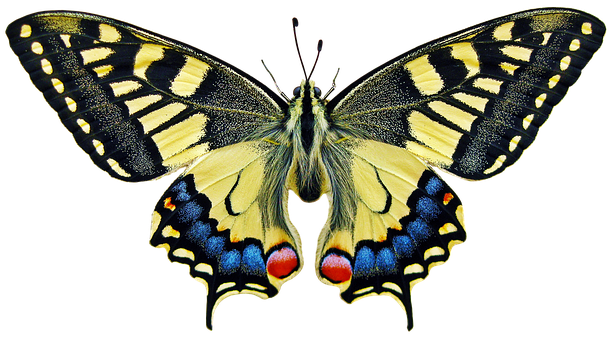 A Yellow And Black Butterfly With Blue And Red Spots