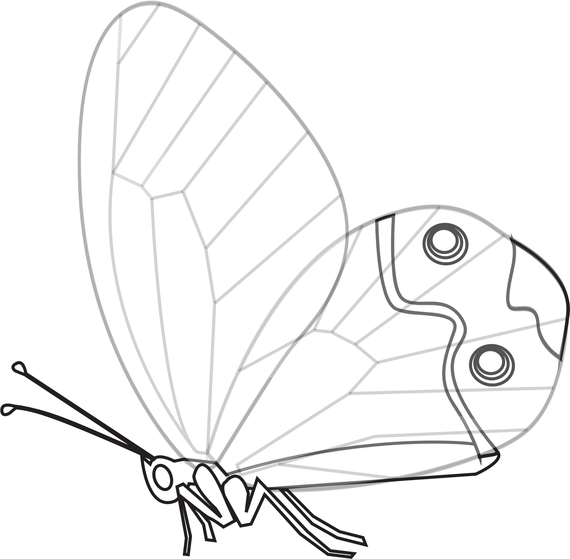 A Butterfly With Wings And A Black Background