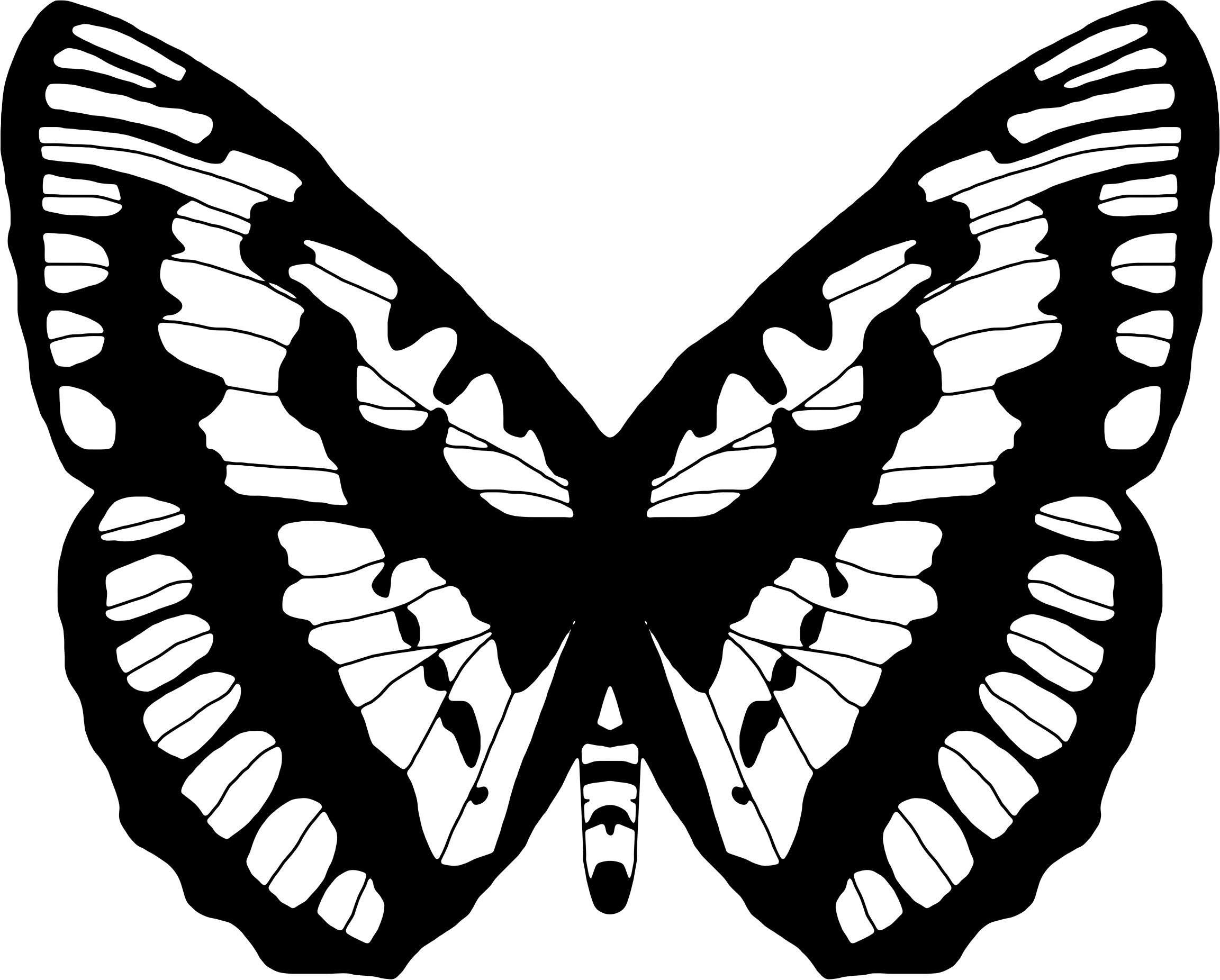 A Black And White Butterfly Wings