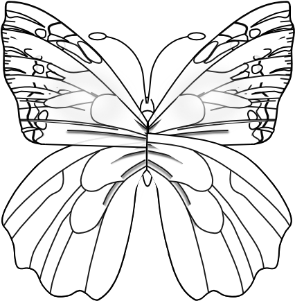 Butterfly Black And White Png 426 X 434