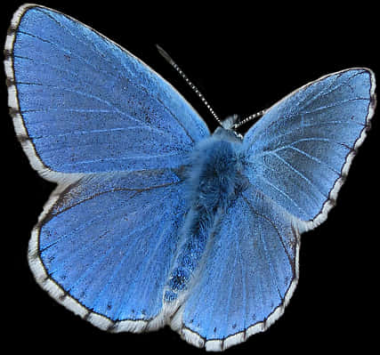 Butterfly, Blue, Blue Butterfly, Insect, Lepidopteran - Common Blue Butterfly Png, Transparent Png
