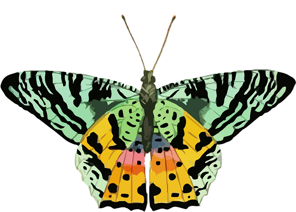 Green, Black, And Yellow Butterfly