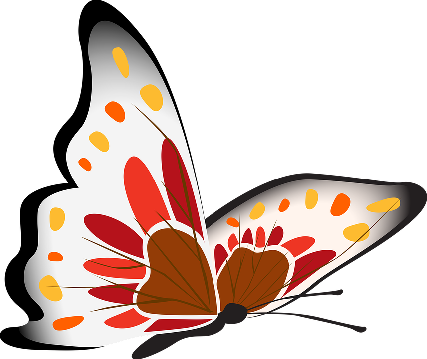 Red, White, And Orange Butterfly