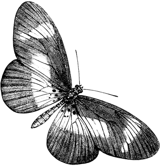 A Black And White Image Of A Butterfly