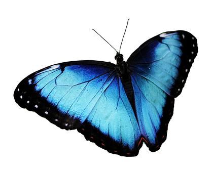 Butterfly Png 418 X 340