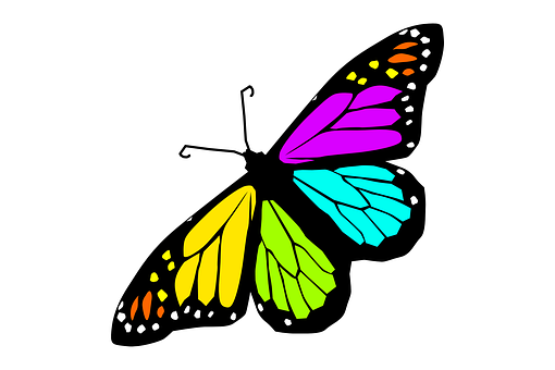 A Colorful Butterfly With Black Wings