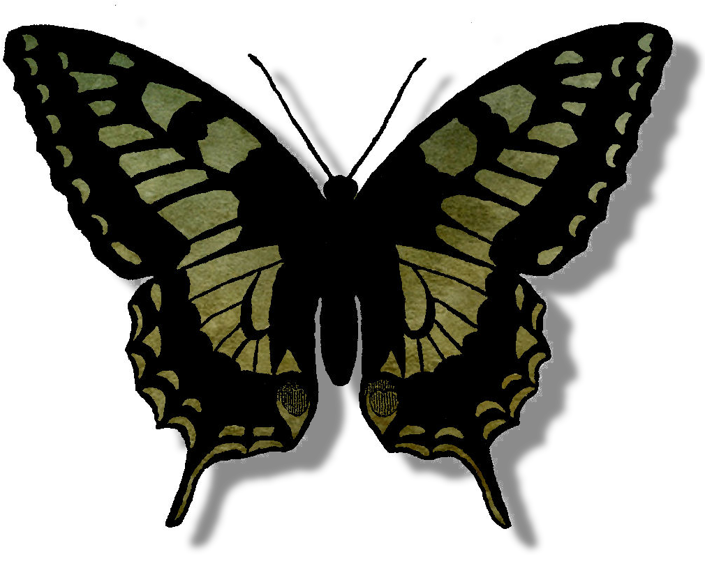 Butterfly Outline Png 1010 X 815