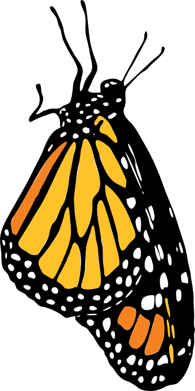 Butterfly Outline Png 399 X 800