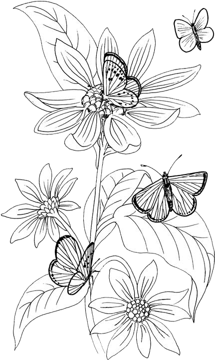 A Black And White Drawing Of Butterflies On A Flower