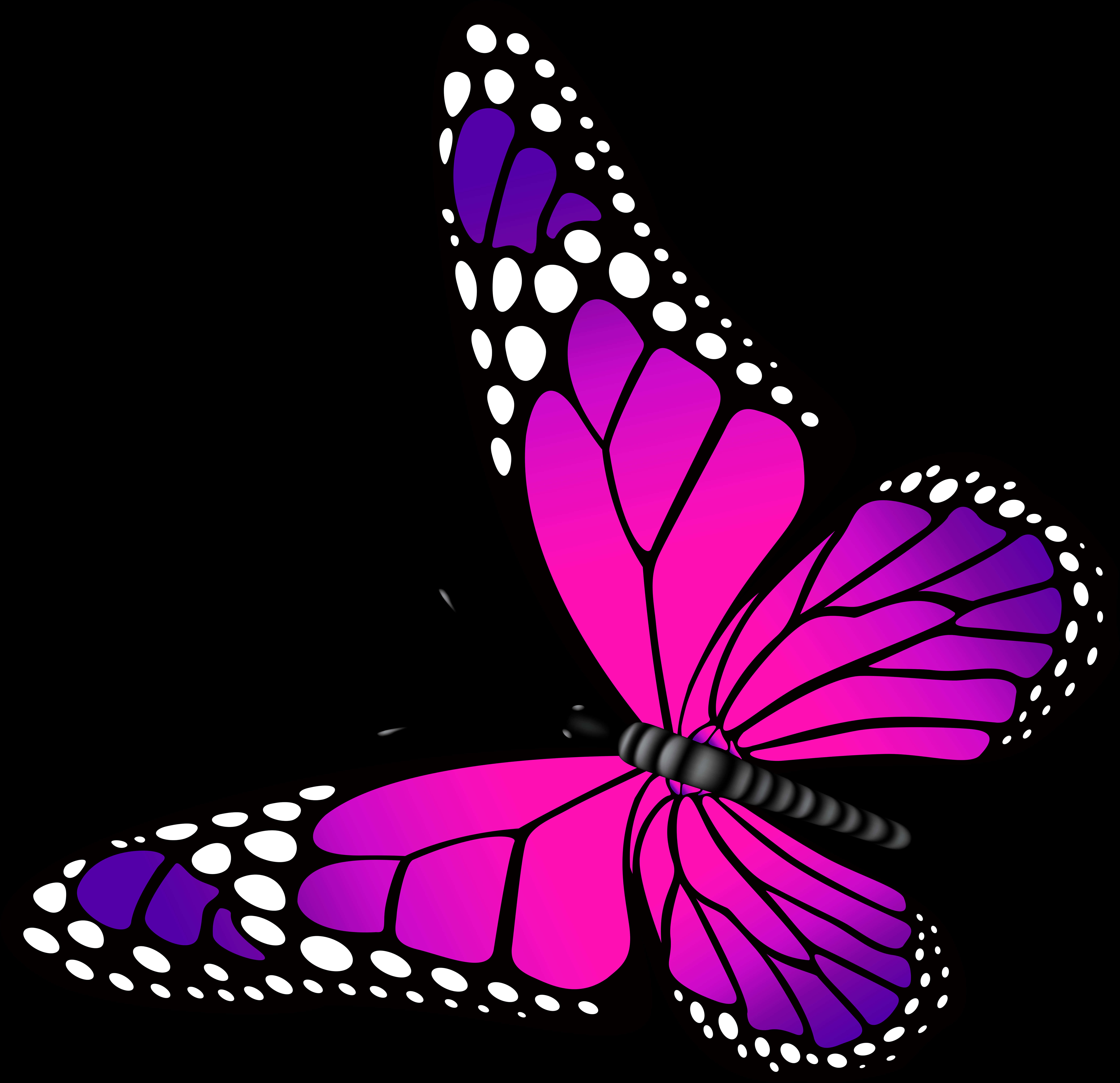 A Purple And White Butterfly