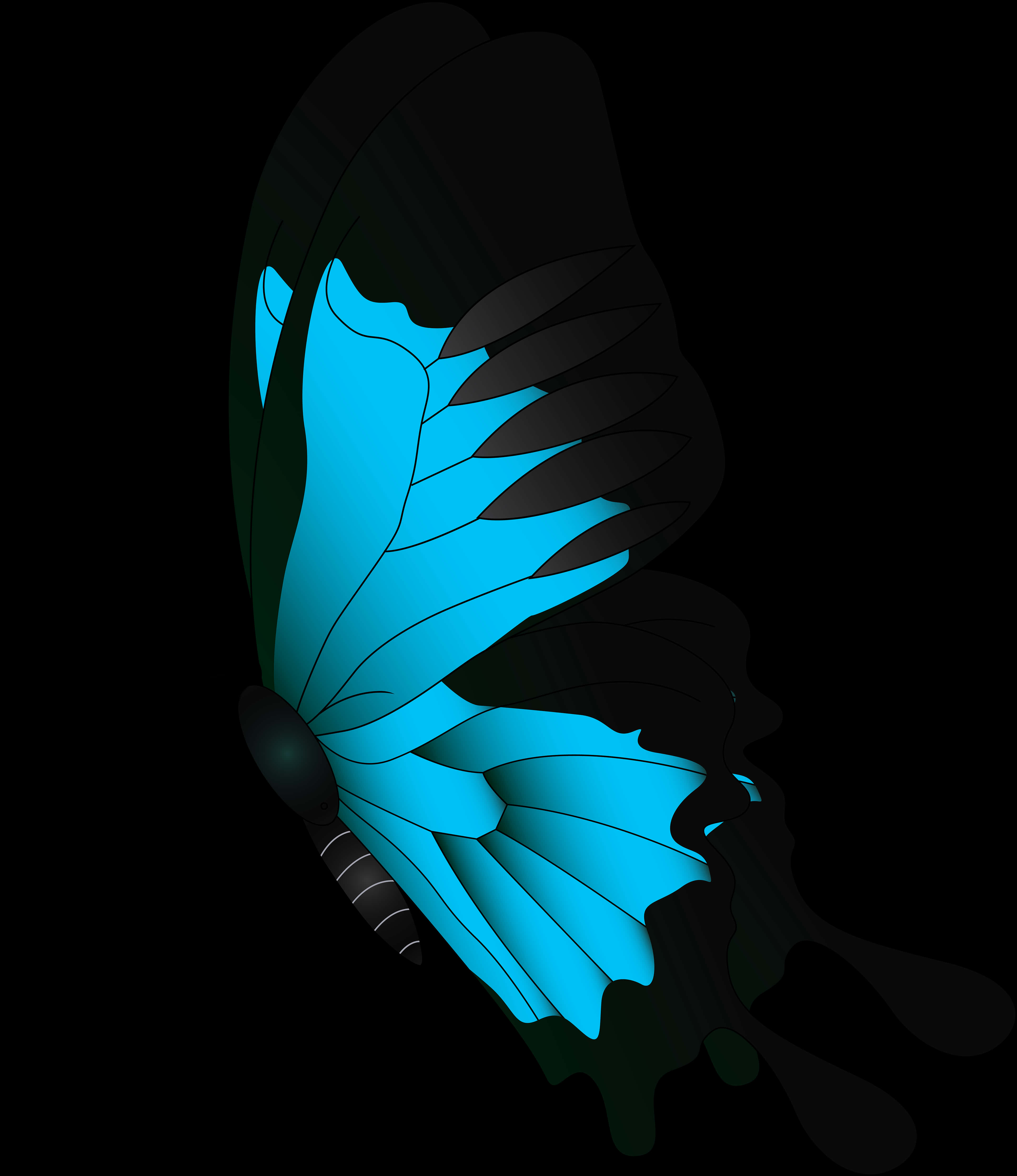 A Blue And Black Butterfly