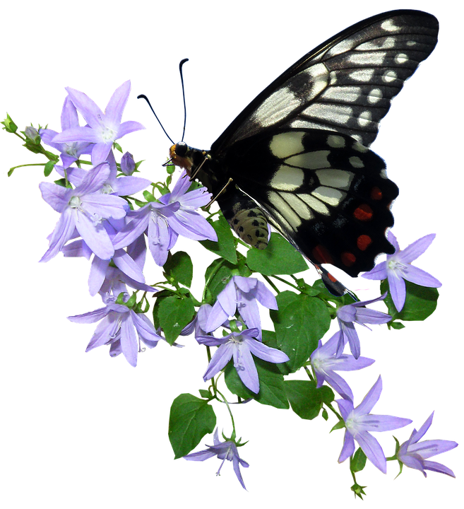 Butterfly Png 657 X 720