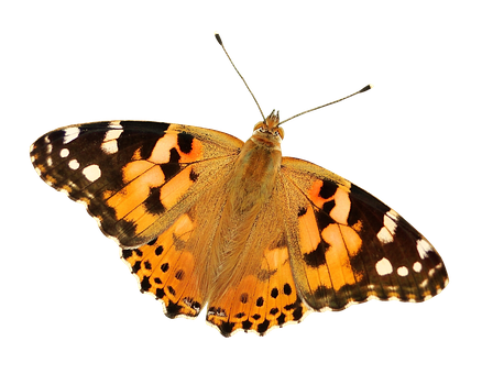Butterfly Png 438 X 340