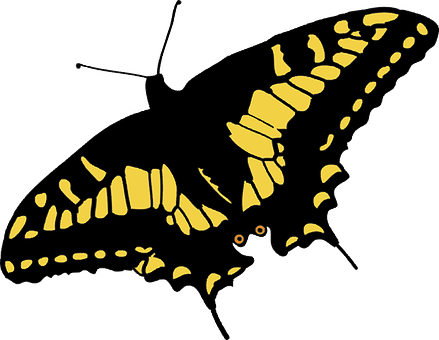 A Black And Yellow Butterfly