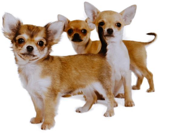 A Group Of Small Dogs