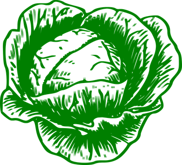 A Green And Black Drawing Of A Cabbage