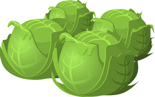 A Group Of Green Cabbages