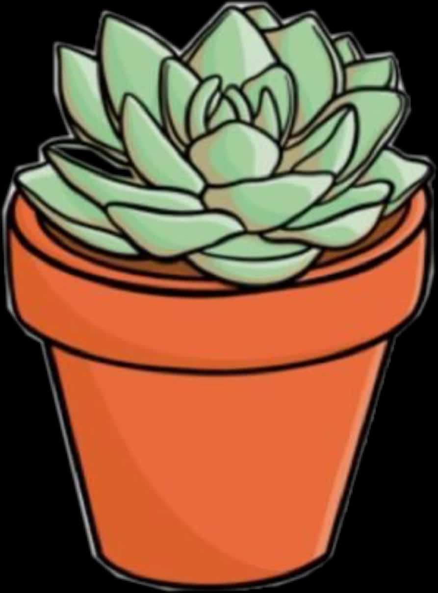Cabbage-like Cactus