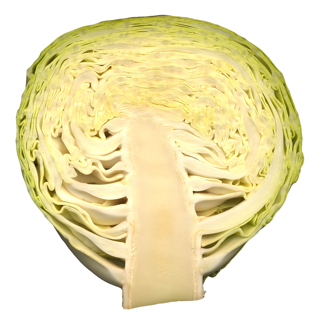 A Close Up Of A Cabbage
