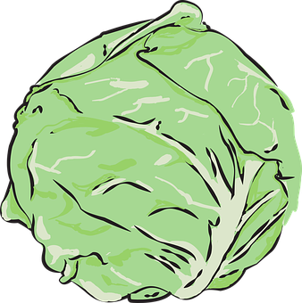 A Green Head Of Cabbage