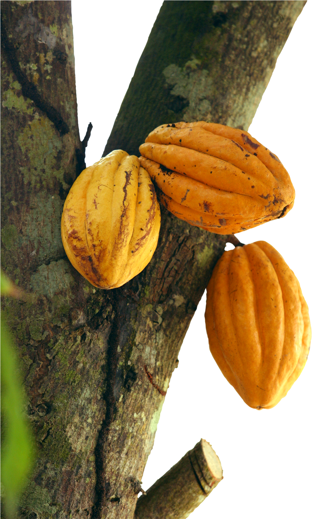 Cacao Png 1075 X 1789