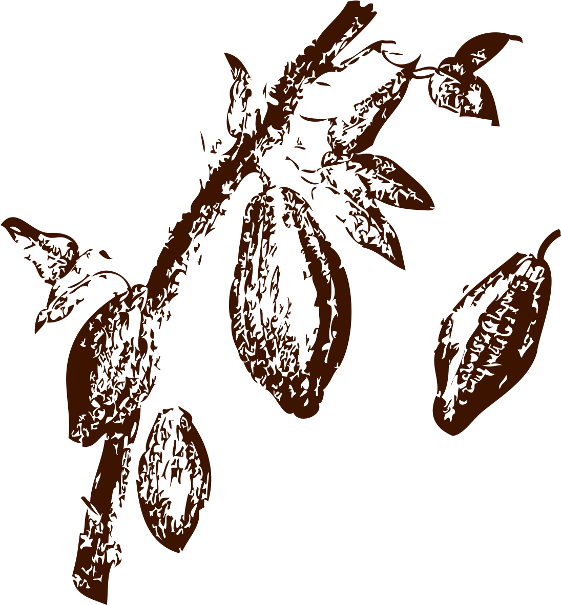 Cacao Png 1095 X 1182