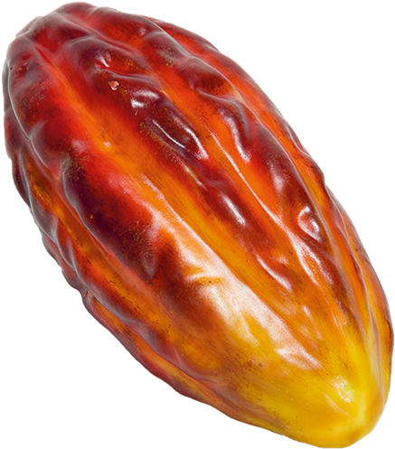 Cacao Png 437 X 497