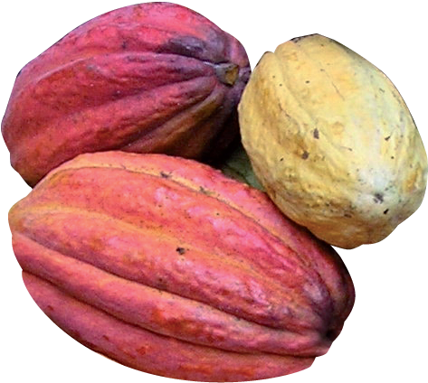 Cacao Png 473 X 424