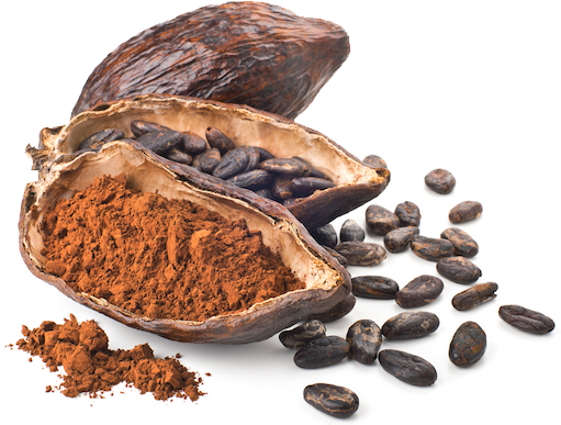 Cacao Png 511 X 387