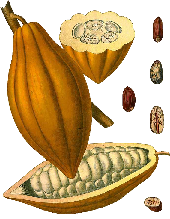 Cacao Png 567 X 730