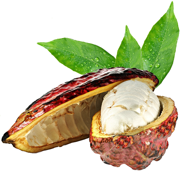 Cacao Png 600 X 600
