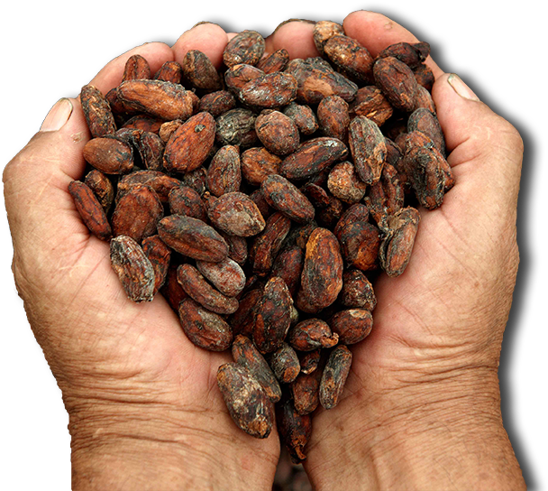 Cacao Png 608 X 544